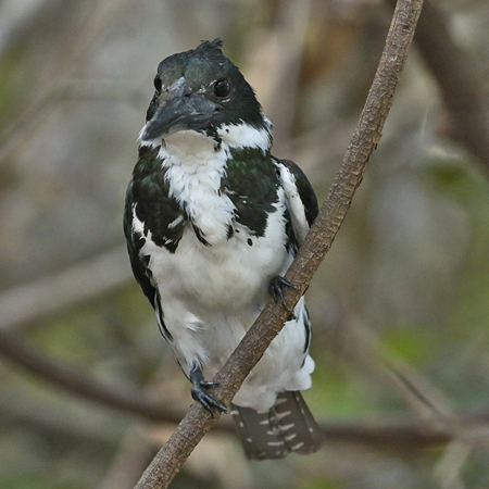 152 Amazon Kingfisher 70D2473