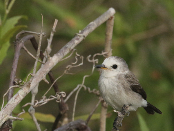 153 Female White-Headed Marsh Tyrant  70D2615
