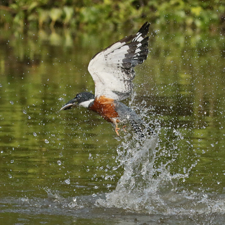156 Ringed Kingfisher 70D2494