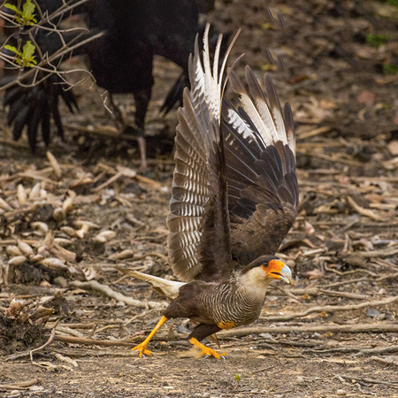157 Southern Crested Caracara 70D2691