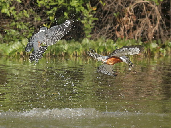 160 Ringed Kingfisher 70D2532