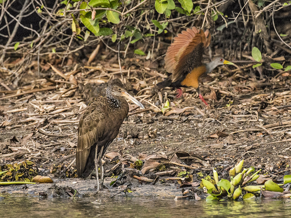 161 Limpkin & Grey-Necked Wood Rail 70D2650