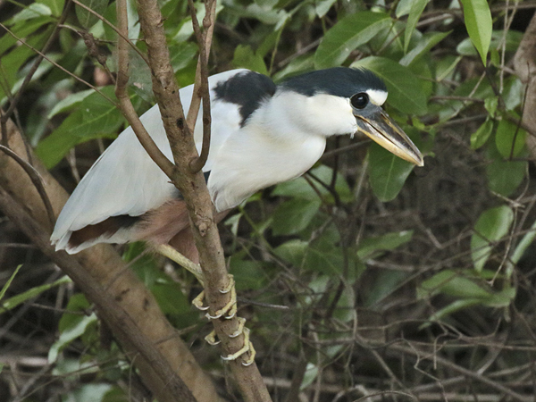 162 Boat-Billed  Heron 70D2665