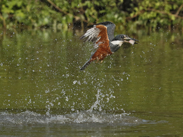 163 Ringed Kingfisher 70D2547