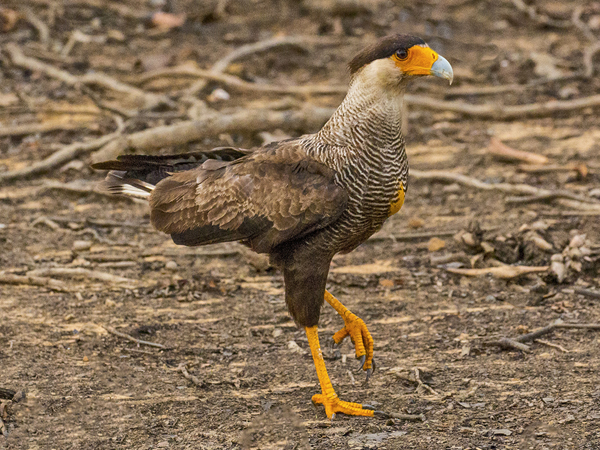 164 Southern Crested Caracara 70D2706