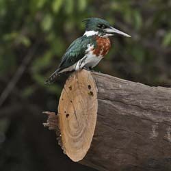 139 Green Kingfisher 70D2588