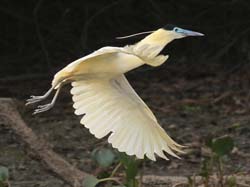 140 Capped Heron 70D2580