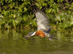 142 Ringed Kingfisher 70D2334