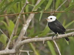 143 Male White-Headed Marsh Tyrant 70D2601