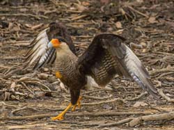 144 Southern Crested Caracara 70D2689