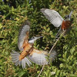 145 Ringed Kingfishers 70D2353