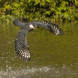 147 Ringed Kingfisher 70D2386