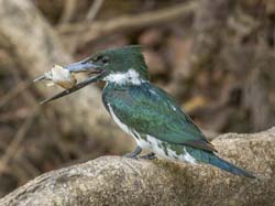 148 Amazon Kingfisher 70D2405