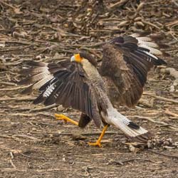 149 Southern Crested Caracara 70D2700