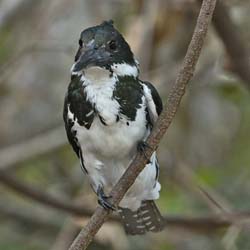 152 Amazon Kingfisher 70D2473