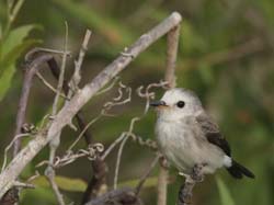 153 Female White-Headed Marsh Tyrant  70D2615