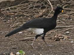155 Bare-faced Curassow 70D2679
