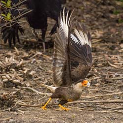 157 Southern Crested Caracara 70D2691