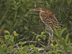 158 Rufescent Tiger Heron 70D2628