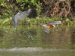 160 Ringed Kingfisher 70D2532