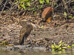 161 Limpkin & Grey-Necked Wood Rail 70D2650
