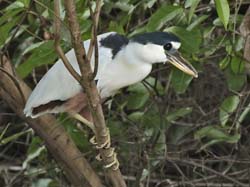 162 Boat-Billed  Heron 70D2665