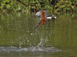 163 Ringed Kingfisher 70D2547