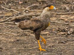 164 Southern Crested Caracara 70D2706