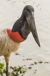 166 Jabiru Stork 70D2711