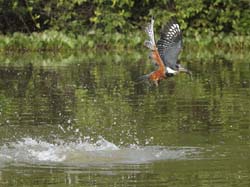 167 Ringed Kingfisher 70D2567