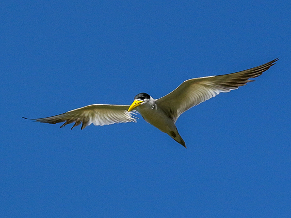 172 Large Billed Tern 70D3010