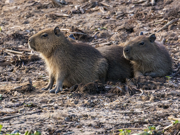 183 Capybaras 70D2792