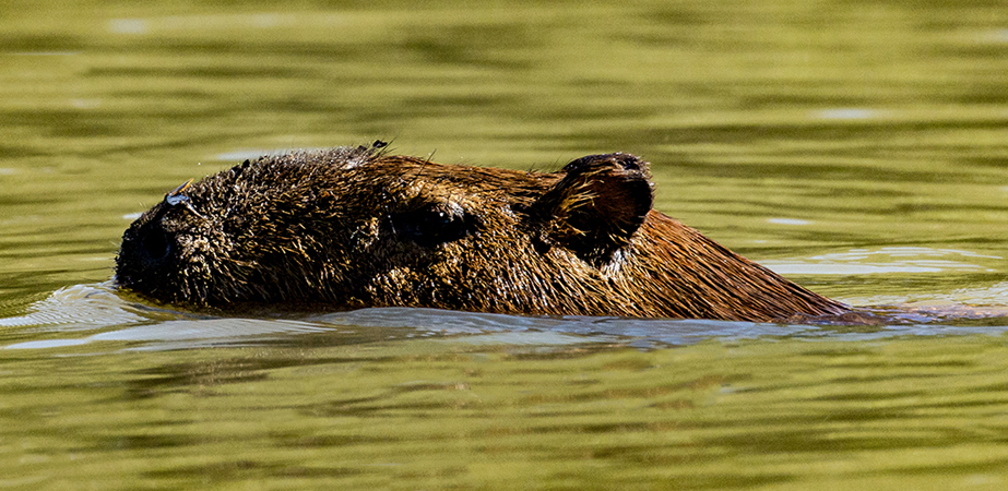 187 Capybara 70D2871