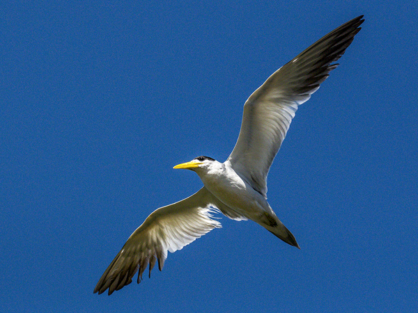 188 Large-billed Tern 70D3015