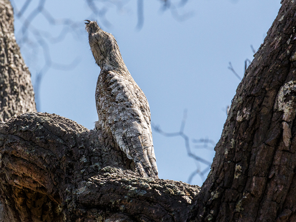 193 Great Potoo Stick Bird 70D3028