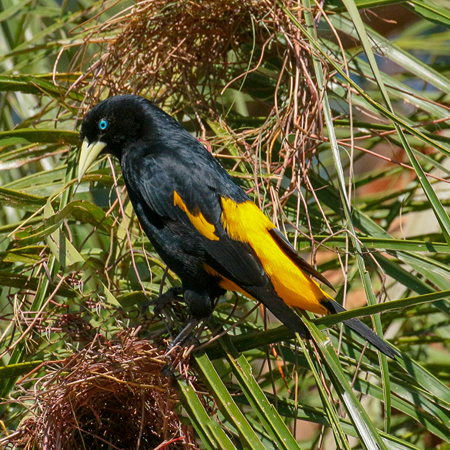 195 Yellow-rumped Cacique 70D3111
