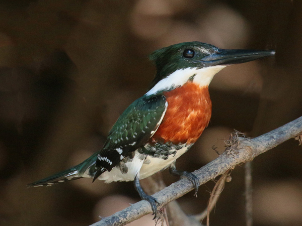 196 Green and Rufous Kingfisher 70D3155