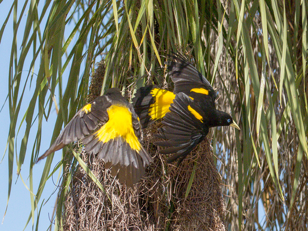 198 Yellow-rumped Caciques 70D3131