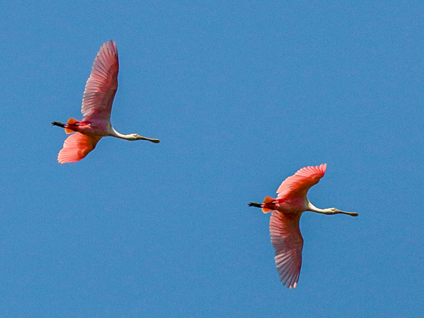 200 Roseate Spoonbills 70D3151