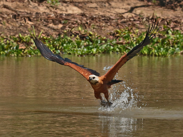 201 Savanna Hawk 70D3170