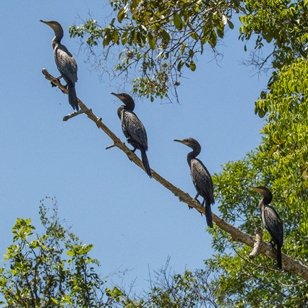 203 Neotropic Cormorants 70D3176