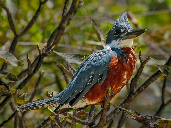 204 Ringed Kingfisher 70D3185
