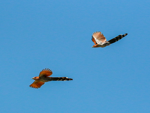205 Squirrel Cuckoos 70D3219-B