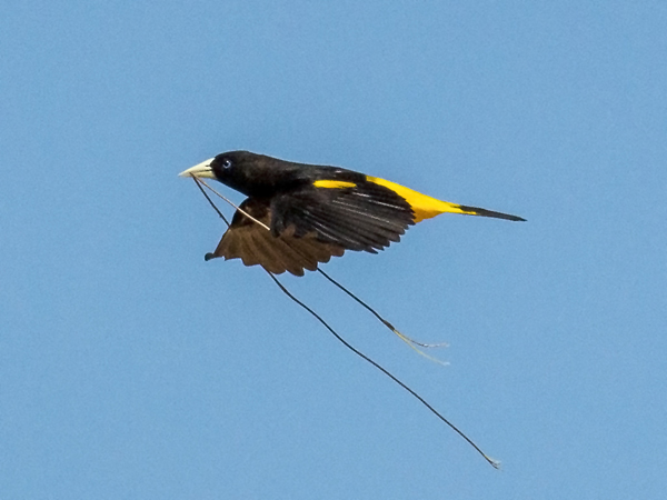 208 Yellow-rumped Cacique 70D3146