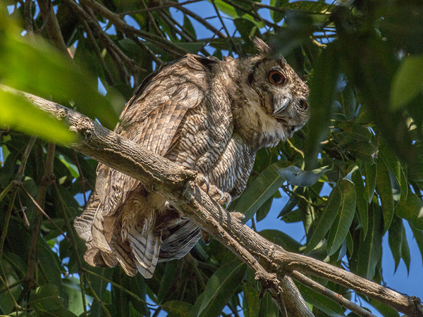 211 Great Horned Owl 70D3359