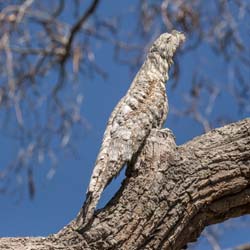 170 Great Potoo Stick Bird 70D3038