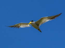 172 Large Billed Tern 70D3010