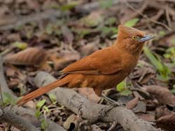 174 Caatinga Cacholote 70D2769