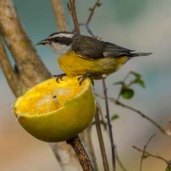 175 Bananaquit 70D2785