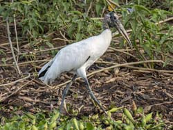 177 Wood Stork 70D2795